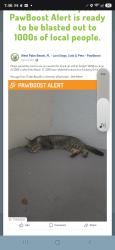 Found/Stray Male Cat last seen Whitehall cndmniums/Embassy Drive WPB, West Palm Beach, FL 33401