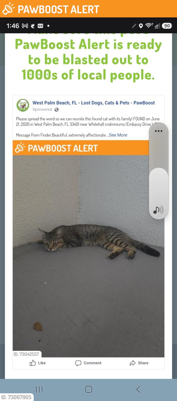 Found/Stray Male Cat last seen Whitehall cndmniums/Embassy Drive WPB, West Palm Beach, FL 33401