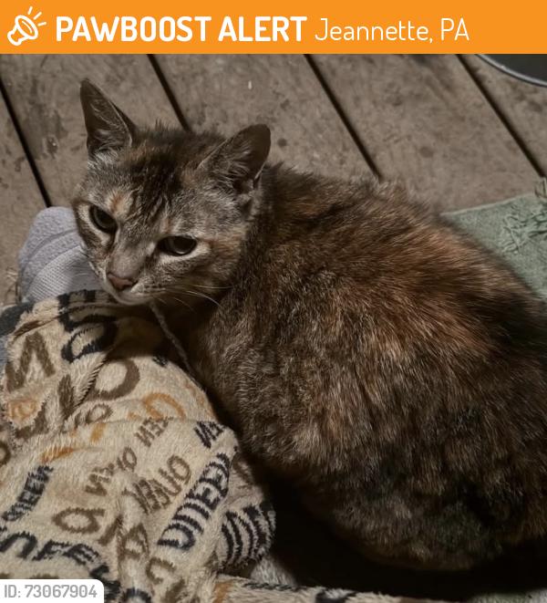 Found/Stray Female Cat last seen Henry Street, Jeannette PA, Jeannette, PA 15644