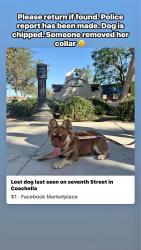 Lost Female Dog last seen Grapefruit blvd, Coachella, CA 92236