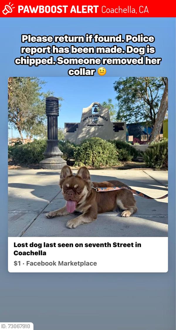 Lost Female Dog last seen Grapefruit blvd, Coachella, CA 92236