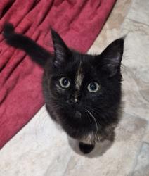 Lost Female Cat last seen Station, Staines-upon-Thames, England TW18