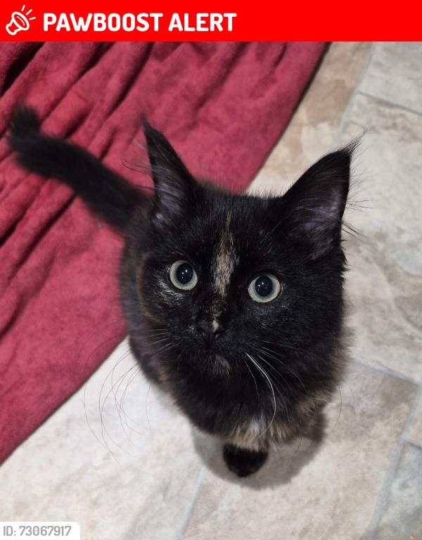Lost Female Cat last seen Station, Staines-upon-Thames, England TW18