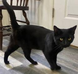 Lost Male Cat last seen Highway 92 East, Auburndale, FL 33823