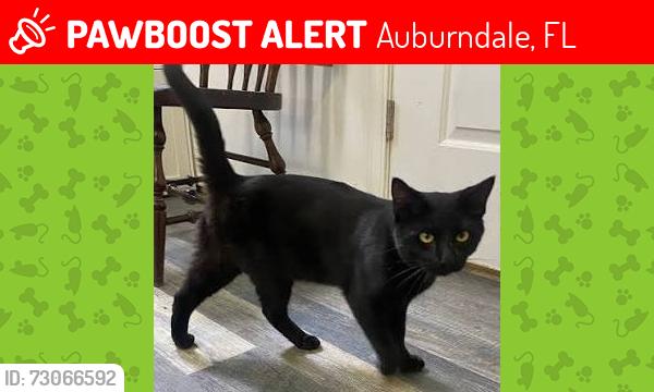 Lost Male Cat last seen Highway 92 East, Auburndale, FL 33823