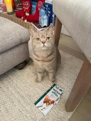 Reunited Female Cat last seen Queen Mary’s Drive, New Haw, Woodham, England KT15 3TW