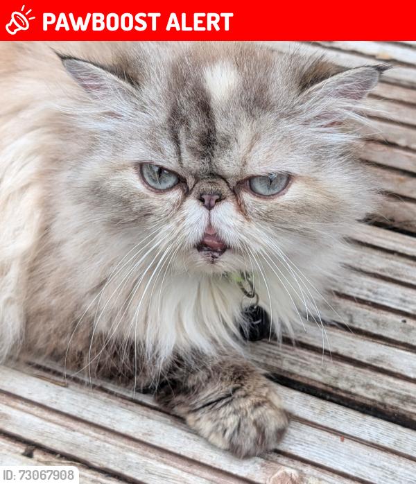 Lost Female Cat last seen Withy Close , Luton, England LU4 9NZ