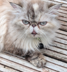 Lost Female Cat last seen Withy Close , Luton, England LU4 9NZ