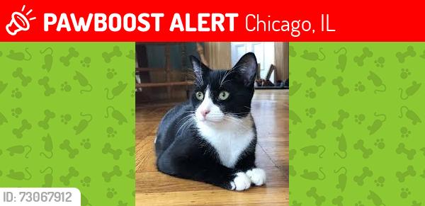Lost Male Cat last seen Keeler Fullerton Armitage , Chicago, IL 60639