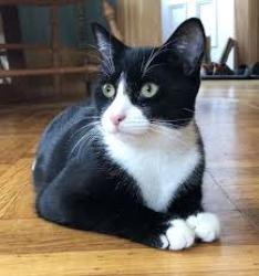 Lost Male Cat last seen Keeler Fullerton Armitage , Chicago, IL 60639