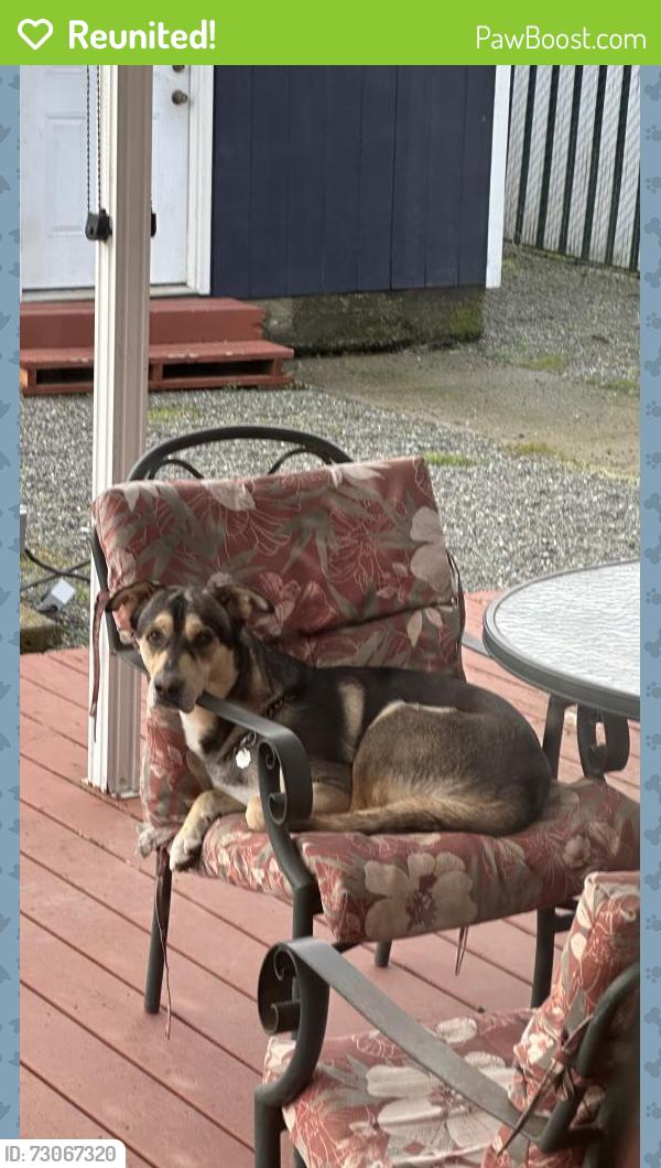 Reunited Male Dog last seen Tacoma bass pro shop, Tacoma, WA 98408