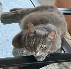 Lost Female Cat last seen NE 18th Street and NE 20th Avenue, Cape Coral, FL 33909