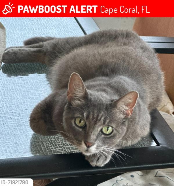 Lost Female Cat last seen NE 18th Street and NE 20th Avenue, Cape Coral, FL 33909