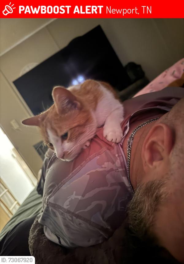 Lost Female Cat last seen Leaf way, Newport, TN 37821