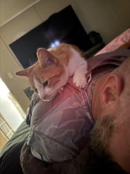Lost Female Cat last seen Leaf way, Newport, TN 37821