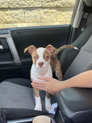 Shelter Stray Female Dog last seen Bolton Rd NW & James Jackson Pkwy NW, Atlanta, GA, 1251 Fulton Industrial Blvd NW, Atlanta, GA 30336, USA