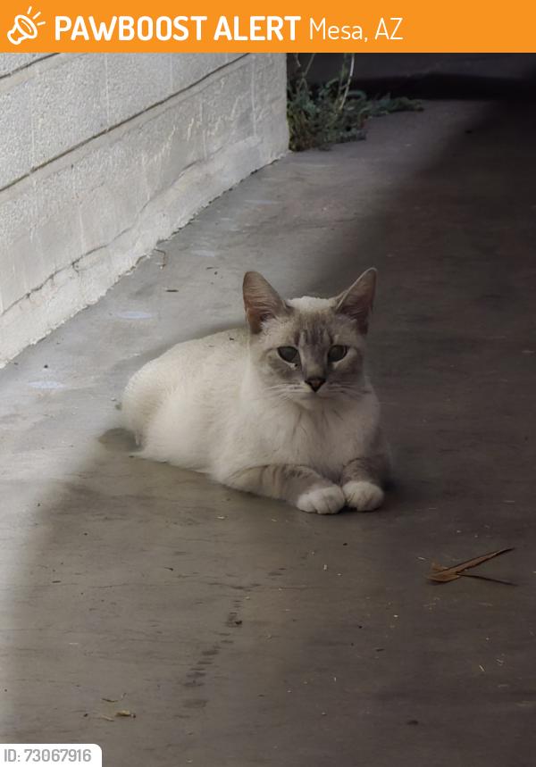 Found/Stray Unknown Cat last seen Gilbert Rd & Main St, Mesa, AZ 85203