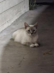 Found/Stray Unknown Cat last seen Gilbert Rd & Main St, Mesa, AZ 85203