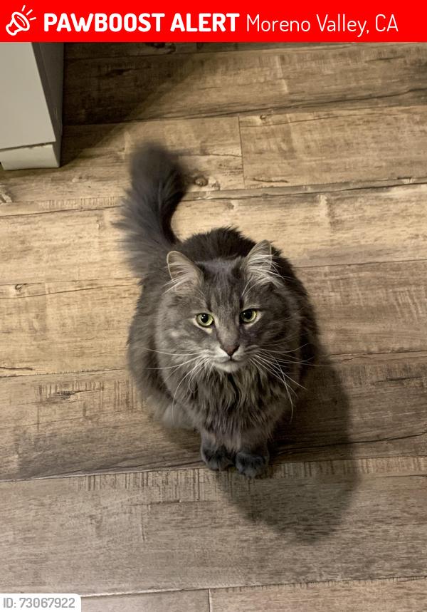 Lost Male Cat last seen Near sage grouse ln, Moreno Valley, CA 92555
