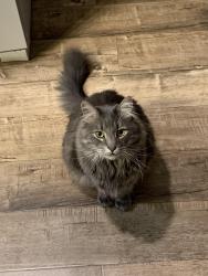 Lost Male Cat last seen Near sage grouse ln, Moreno Valley, CA 92555