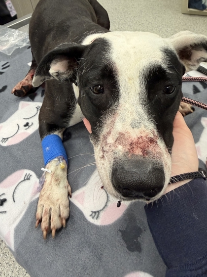 Shelter Stray Female Dog last seen Near & Independence Ave, 64125, MO, 7077 Elmwood Ave, Kansas City, MO 64132, USA