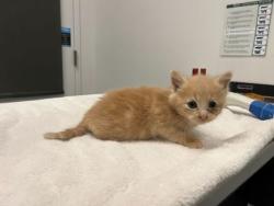 Shelter Stray Male Cat last seen Near Colorado Avenue, 64132, MO, 7077 Elmwood Ave, Kansas City, MO 64132, USA