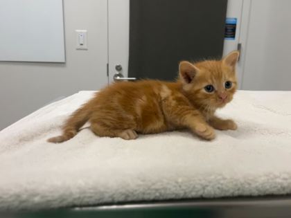 Shelter Stray Male Cat last seen Near Colorado Avenue, 64132, MO, 7077 Elmwood Ave, Kansas City, MO 64132, USA