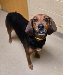 Shelter Stray Male Dog last seen Near Charlton Dr, Hampton, VA, 5843 Jefferson Ave, Newport News, VA 23605, USA