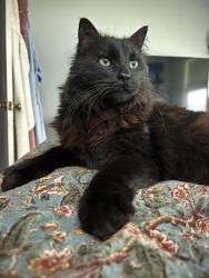 Lost Male Cat last seen Ewart Dr and Hebron near the Country Club, Hendersonville, NC 28739