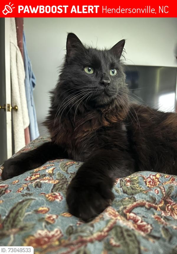 Lost Male Cat last seen Ewart Dr and Hebron near the Country Club, Hendersonville, NC 28739