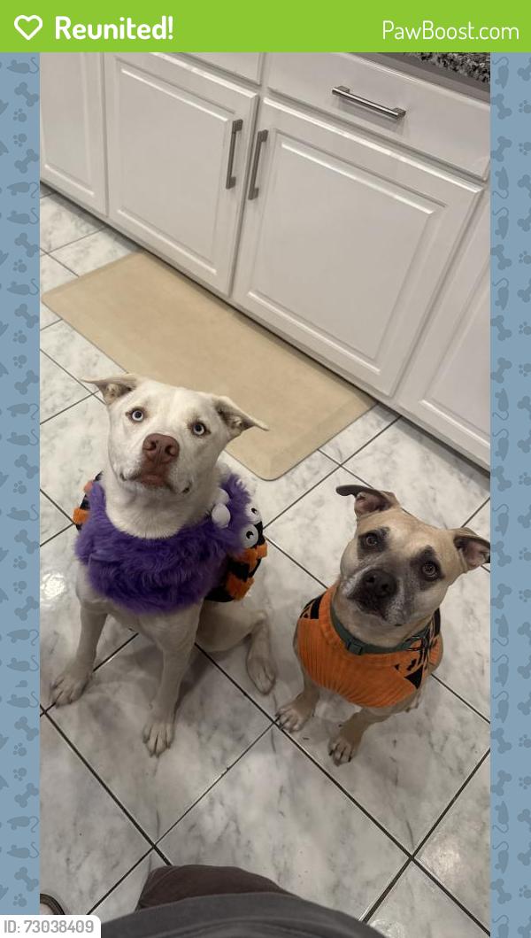 Reunited Female Dog last seen Merritt street , Marietta, GA 30060