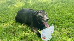 Reunited Unknown Dog last seen Sandlake , Doctor Phillips, FL 32819