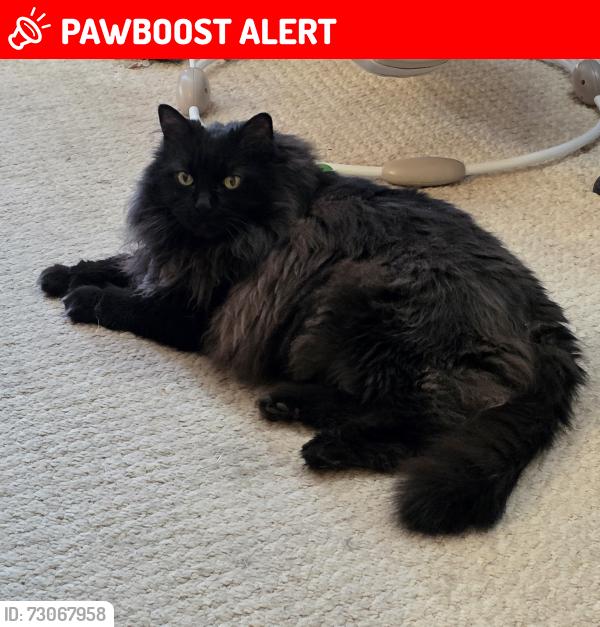 Lost Female Cat last seen McAllister Loop Sw, Edmonton, AB T6W 1M6