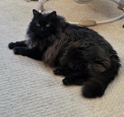 Lost Female Cat last seen McAllister Loop Sw, Edmonton, AB T6W 1M6