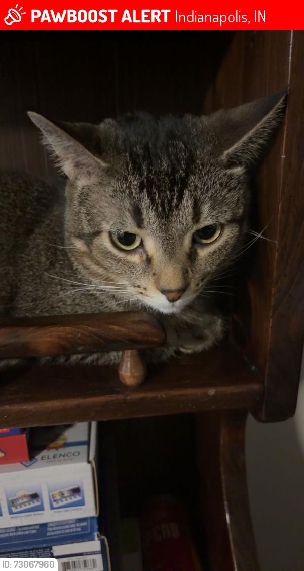 Lost Female Cat last seen stop 11 and us 31, Indianapolis, IN 46227