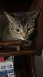 Lost Female Cat last seen stop 11 and us 31, Indianapolis, IN 46227