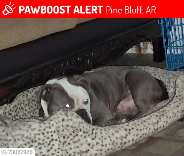 Lost Male Dog last seen Friendship academy school on hazel st, Pine Bluff, AR 71603