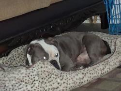 Lost Male Dog last seen Friendship academy school on hazel st, Pine Bluff, AR 71603