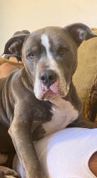 Reunited Male Dog last seen Near Liberty St, Hollywood, FL 33020, USA, Hollywood, FL 33020