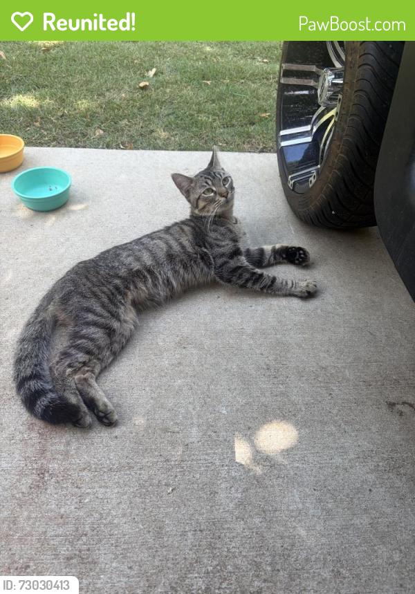 Reunited Male Cat last seen Cleveland Road, Clayton, NC, Johnston County, NC 27520