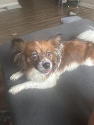Found/Stray Female Dog last seen Huffine mill road and mount Hope road church, McLeansville, NC 27301