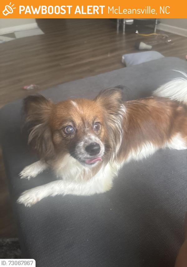 Found/Stray Female Dog last seen Huffine mill road and mount Hope road church, McLeansville, NC 27301