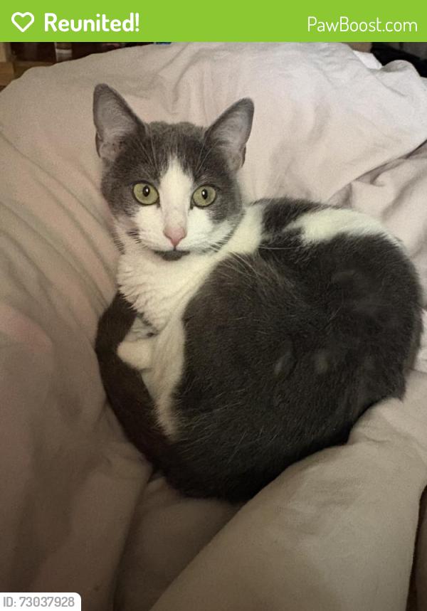 Reunited Female Cat last seen Tara, Richmond, TX 77469