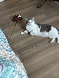 Reunited Male Cat last seen Near West, Bryceville, FL 32009