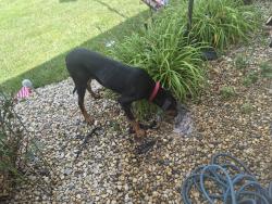 Found/Stray Male Dog last seen Keystone and Troy, Indianapolis, IN 46203