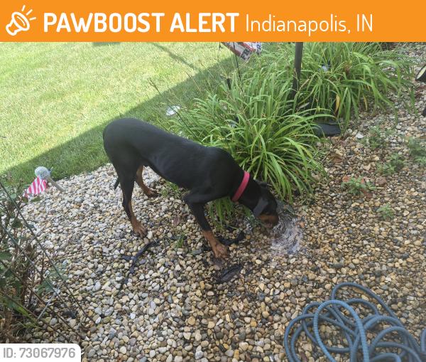 Found/Stray Male Dog last seen Keystone and Troy, Indianapolis, IN 46203
