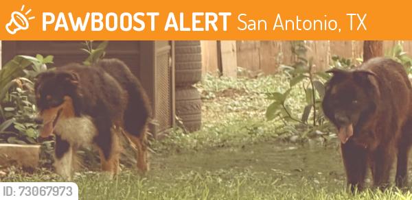 Found/Stray Unknown Dog last seen Rcho Willow and Bluff.Bend, San Antonio, TX 78250