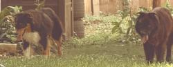 Found/Stray Unknown Dog last seen Rcho Willow and Bluff.Bend, San Antonio, TX 78250