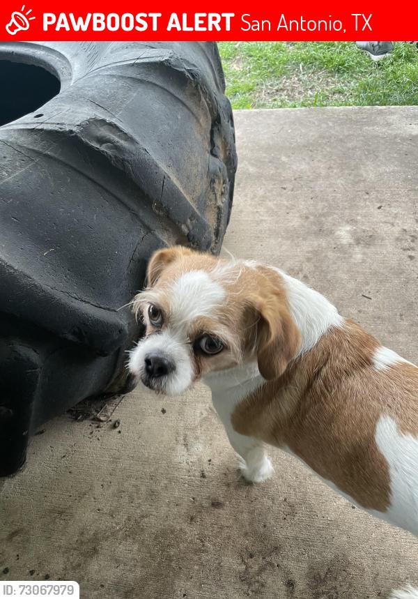Lost Female Dog last seen Castle way, San Antonio, TX 78218