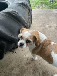 Lost Female Dog last seen Castle way, San Antonio, TX 78218
